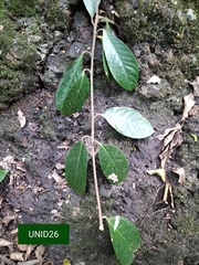 Litsea stocksii