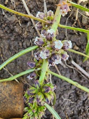 Stenostelma urceolatum