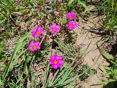 Oxalis obliquifolia