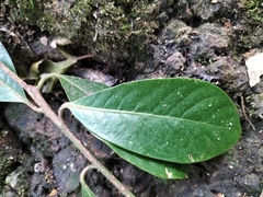 Litsea stocksii