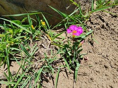 Oxalis obliquifolia