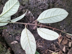 Litsea stocksii