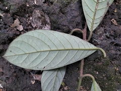 Litsea stocksii