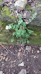 Chelidonium majus