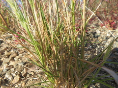 Enneapogon nigricans