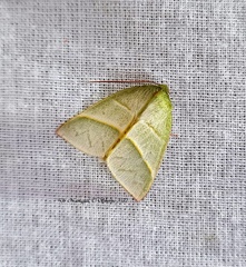 Hylophilodes orientalis