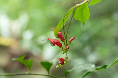 Aeschynanthus moningerae