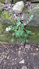 Chelidonium majus