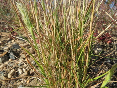 Enneapogon nigricans