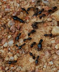 Macrotermes carbonarius