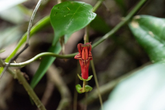Aeschynanthus moningerae