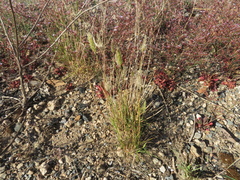 Enneapogon nigricans