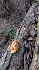 Flammulina