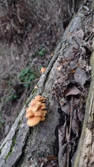 Flammulina