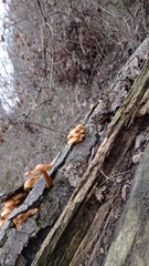 Flammulina