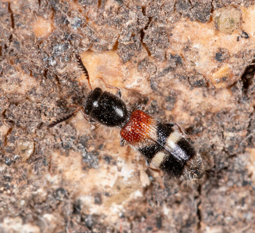Checkered beetle