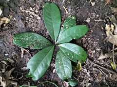 Beilschmiedia dalzellii