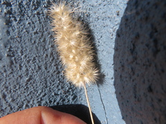 Enneapogon nigricans