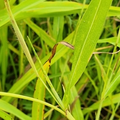 Rottboellia cochinchinensis