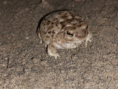 Pleurodema nebulosum