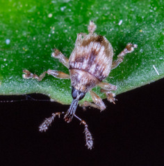 Nanophyinae