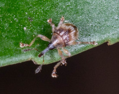 Nanophyinae