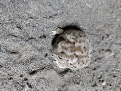 Pleurodema nebulosum