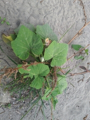 Cucurbita moschata