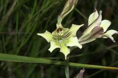 Gladiolus tristis