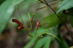Aeschynanthus moningerae