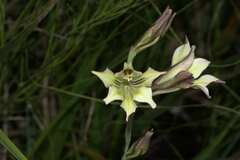Gladiolus tristis