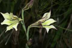 Gladiolus tristis