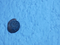 Xerotricha conspurcata