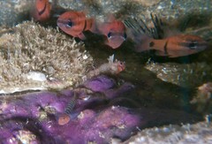 Enneanectes macrops