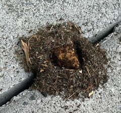 Tetramorium immigrans