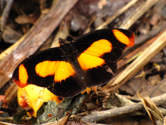 Catonephele sabrina
