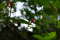 Aeschynanthus moningerae