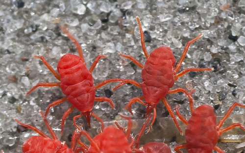 Neomolgus littoralis