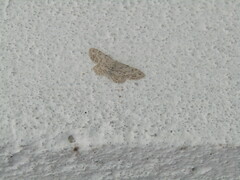 Idaea camparia