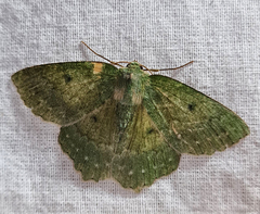 Herochroma cristata