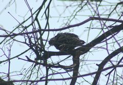 Sturnus vulgaris