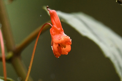 Tropaeolum tuberosum