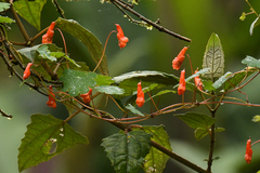 Tropaeolum tuberosum