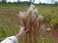 Andropogon bicornis