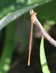 Ceriagrion glabrum
