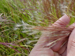 Andropogon bicornis