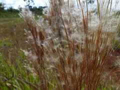 Andropogon bicornis