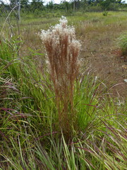 Andropogon bicornis