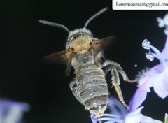Andrena chengtehensis