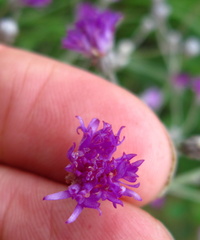 Vernonia capensis